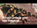 Doodsbang voor spinnen? Zo kom je van je angst af