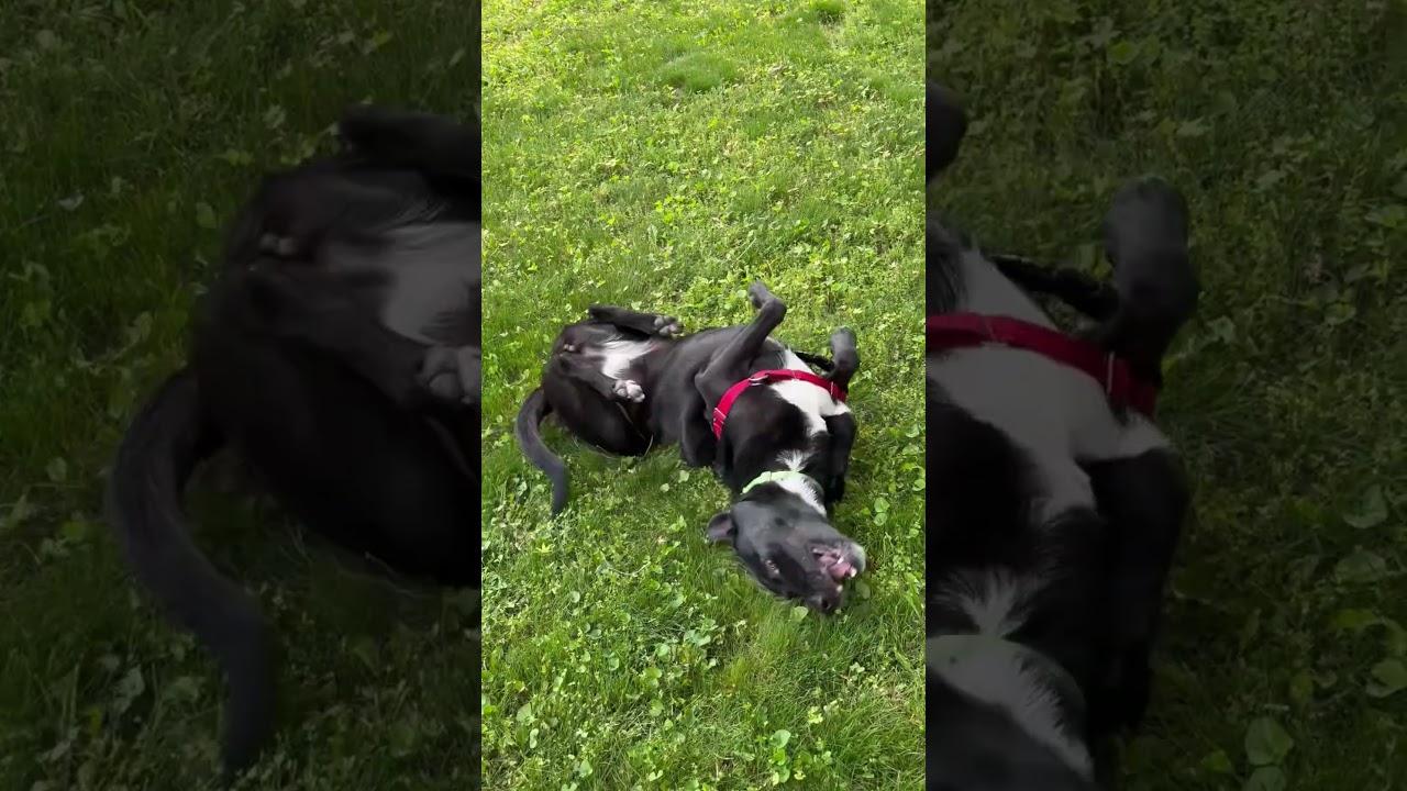 Enlarge Shadow, a ADOPTABLE mixed breed in Harrison, NY video 5/6