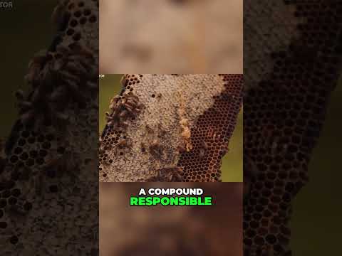 π―π Unlocking the Secrets of Manuka Honey: The Ultimate Guide to its Therapeutic Benefits πΏπ«#viral