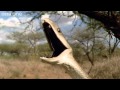 Gooooaaaallll ! Crazy Snake - Funny Talking Animals - Walk On The Wild Side - BBC One