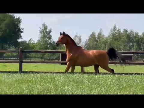 Elliana MA   (Gazal Al Shaqab x RGA Kouress)