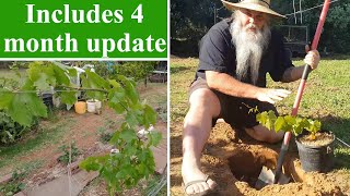 How To Plant Grape Vines at Home in the Back Yard.