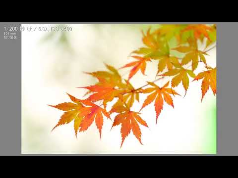 紅葉を上手に使おう トピックス