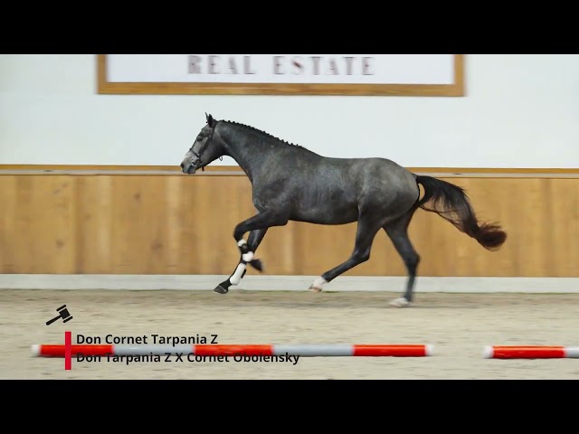 Don Cornet Tarpania Z