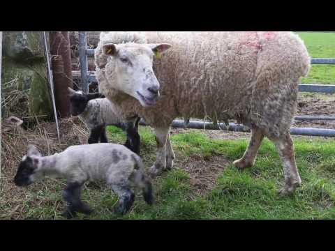 Quintuplet lambs