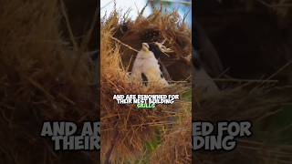 Download lagu The Architect Birds: Amazing Sociable Weaver Birds and Their Incredible Nests mp3