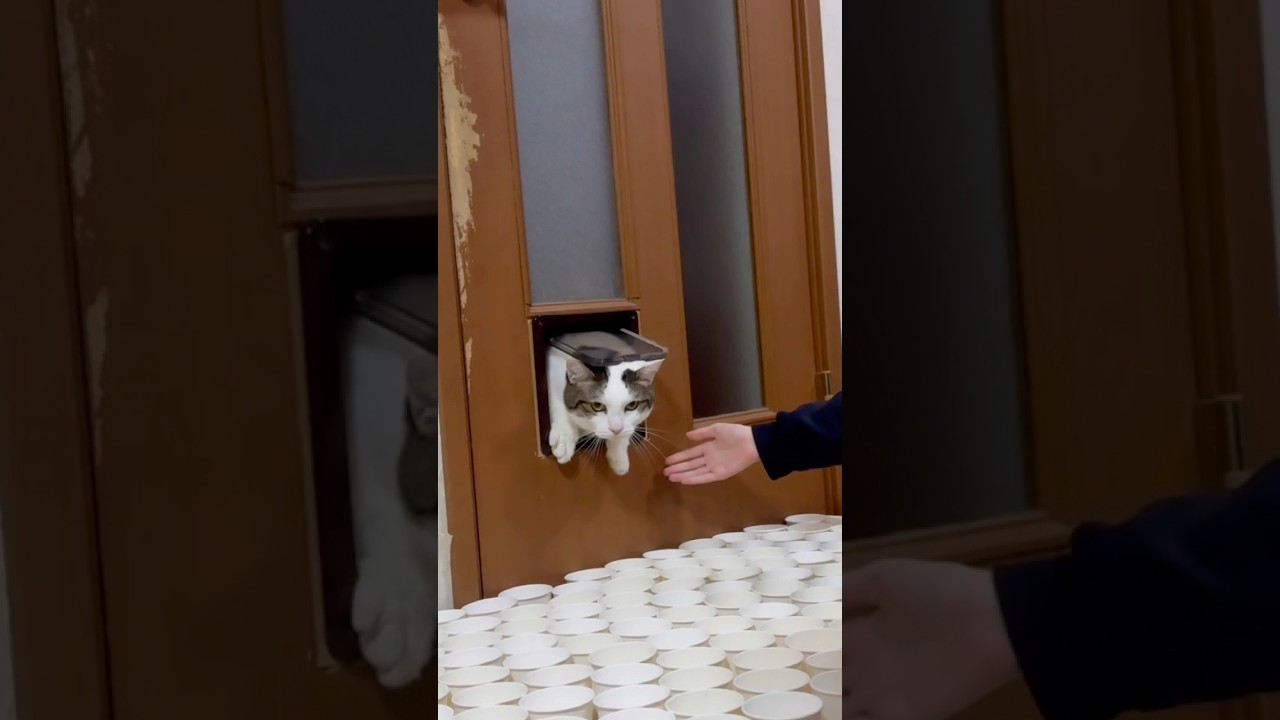 猫扉、詰まる
