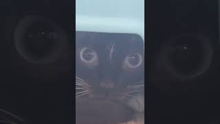 Luna 😹🙈 #foryou #cat #humor #funny #siamese #catlovers #gatos #viral #shorts