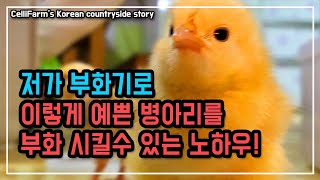 드디어 성공! 부화가 안되면 이렇게 해보세요  첼리팜 시골이야기 CelliFarm's Korean count…