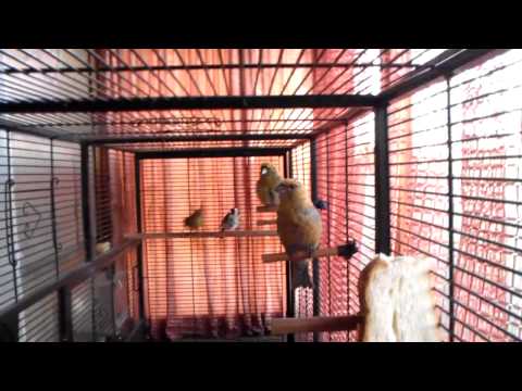 Линька Большая клетка Вольер для певчих птиц birds Triol 81x47x176 см 5005 Pine Grosbeak Crossbill