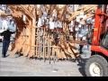 L'arbre a palabre