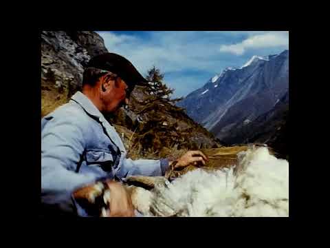 Zermatter Schäfer  1969