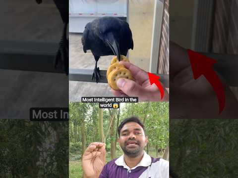 এই পৃথিবীর সবচেয়ে বুদ্ধিমান পাখির বুদ্ধি 🥀💚