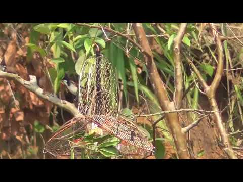 TRAILER GĂM CHIM / ĐÁNH CẦU NHANH THOĂN THOẮT CHẠY QUANH MỒI/NẾT CỰC ĐÃ MẮT/MỒNG ĐÁ LÂN CÁNH XỆ