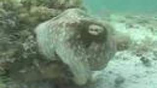 Cuttlefish and Octopus Video