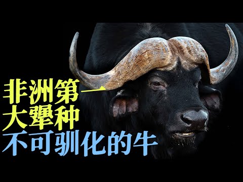 为什么非洲野水牛不可驯化?草原第一大犟种最特殊的品质不是壮?