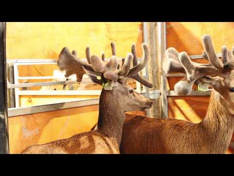 Lot 2 1011/21 DGNZ 2yr Stag Sale 2024