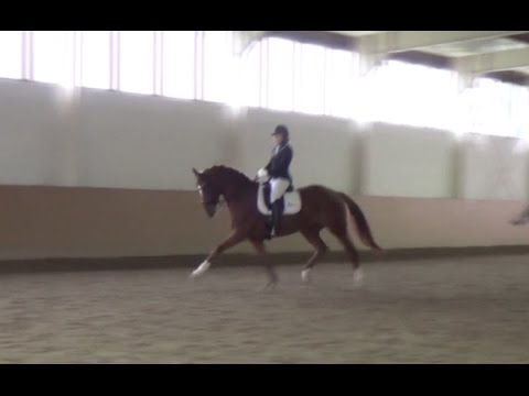 Quini & Naomi: Abreiten für den Para FEI Championship Test (Grade IV)