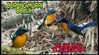 Download lagu Burung Murai Buluh | Tledekan mp3 Download lagu Burung Murai Buluh | Tledekan mp3