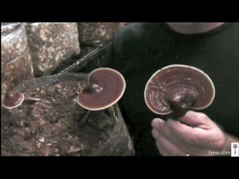 Paul Stamets with Reishi mushrooms in growroom