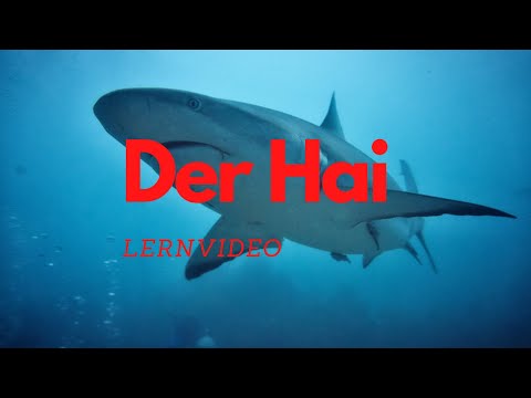 Der Hai - Lernvideo Kindervideo