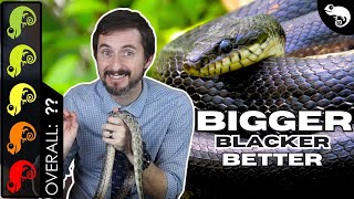 Black Rat Snake, The Best Pet Snake?