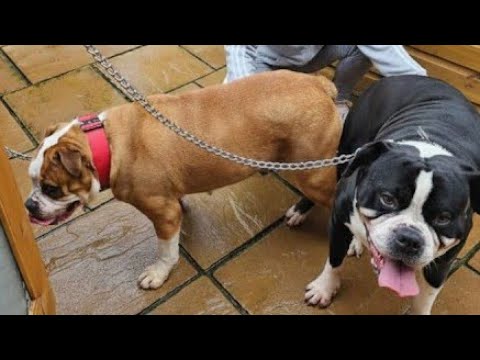 30 INSANE Dog Mating Facts Too Weird To Be In A Textbook