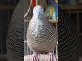 Local turtle doves have a crystal clear topcer sound for bait that responds immediately #shorts
