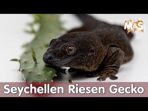 🦎 Seltenster Gecko der WELT | Seychellen Riesen Gecko