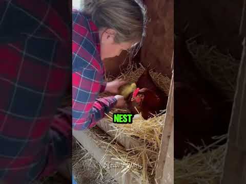 Baby Duck Sits By Dead Mother For 2 Days #shorts