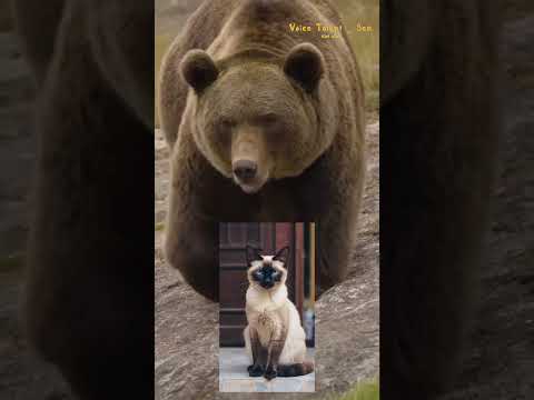 BERNARD CAMPBELL Hindi Video Narration on Grizzly Bear