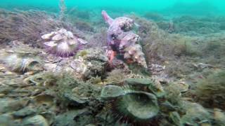 2016-04-03 BHB Hermit Crab vs Horse Conch 2016-04-03 BHB Hermit Crab vs Horse Conch