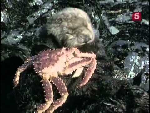 18 1971 Непотопляемая морская выдра - Подводная одиссея команды Кусто