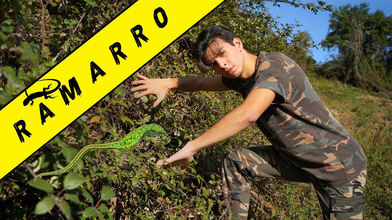 Watch Now LA LUCERTOLA PIÙ GRANDE D'ITALIA: il Ramarro LA LUCERTOLA PIÙ GRANDE D'ITALIA: il Ramarro