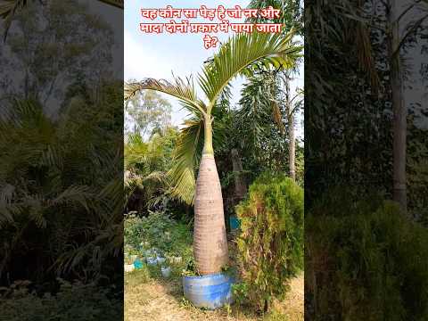 , title : '#बोतल🍾पेड़ 😱#bottle #tree  #palmtree #Brachychiton_rupestris #bottle_palm_tree #facts #piyushpcs #gk'