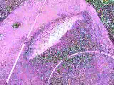 small schoolie striper i caught in hull massachusetts