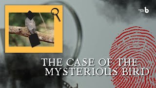 The Case of the Mysterious Bird | An Update