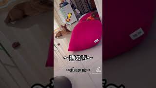 動物の声を聞かせてみた