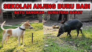 Download lagu Sekolah Anjing Berburu Babi Di Batu Sangkar Sumatera Barat mp3