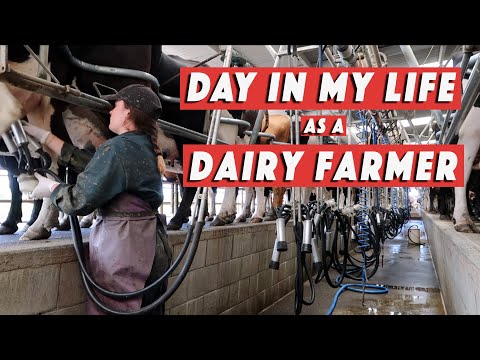 9. Day in my life : dairy farmer (milking 500 cows 2x/day) | WHV New Zealand