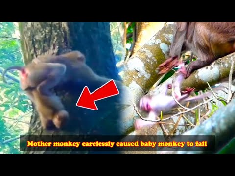 Poor baby monkey fell from a tall tree, mother monkey is so careless.