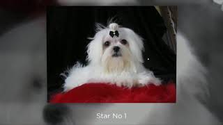 Maltese Puppy Fashion Show +