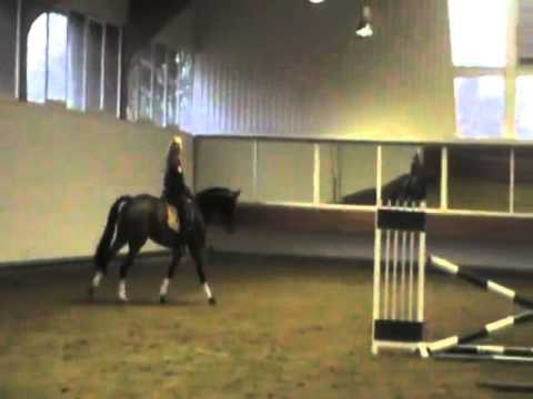 Frizzante *2007 www.pferdesportservice.de