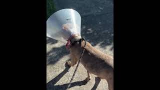 Video preview image #1 Bull Terrier-Unknown Mix Puppy For Sale in Holly Springs, NC, USA