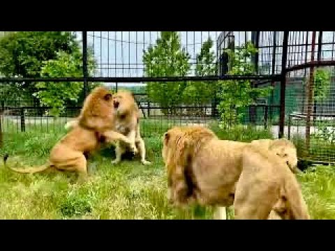 The Lion-Man disperses FOUR ANGRY LIONS with a slipper!