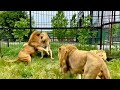 The Lion Man Disperses FOUR ANGRY LIONS With A Slipper