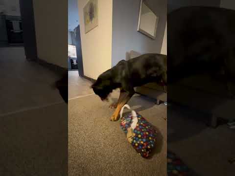 Cette astuce va se retourner contre nous à Noël...