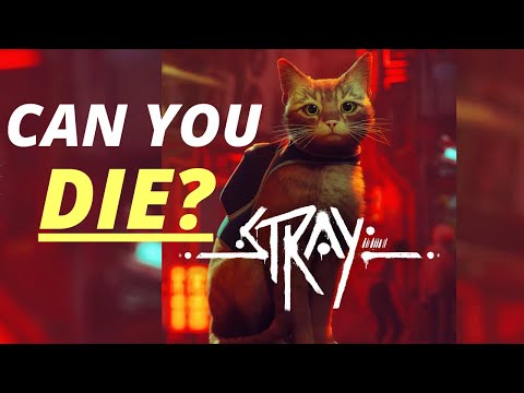 Can You Die In Stray? 🙀😿