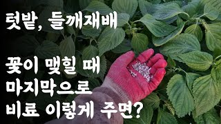텃밭, 들깨 재배 / 꽃이 맺힐 때 마지막으로 비료 이렇게 하면?