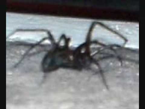 ZOMG spid0r!!!!!!!!!!!111one